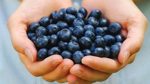 Buah Untuk Diet Malam Blueberry