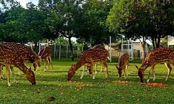 Tempat Wisata Di Depok Kampung Rusa