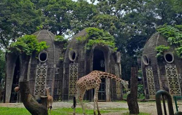 Tempat Wisata Di Jakarta Kebun Binatang Ragunan