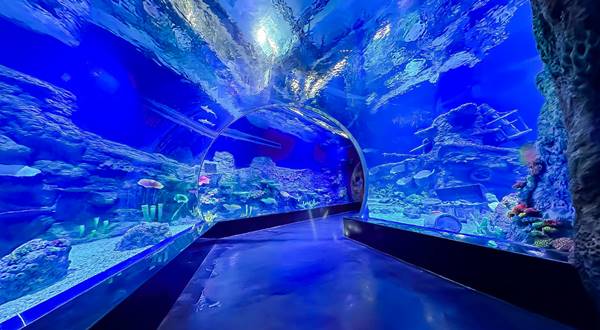 Tempat Wisata Di Tangerang Oceanarium BX Sea