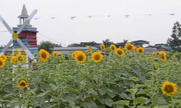 Tempat Wisata Di Tangerang Sunflower Garden Bumi Indah