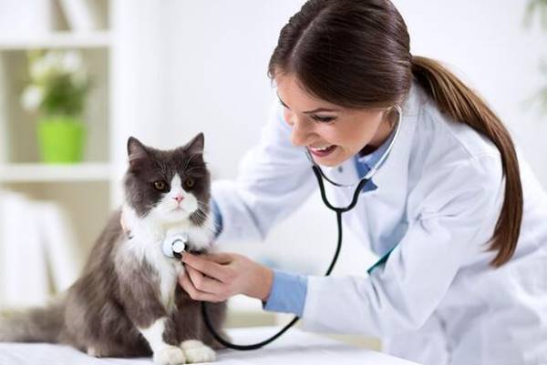 Apa Itu Dokter Hewan Definisi, Tugas, Tanggung Jawab, Skill, Dan Info Gaji