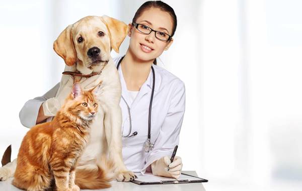 Sertifikasi Dan Lisensi Dokter Hewan