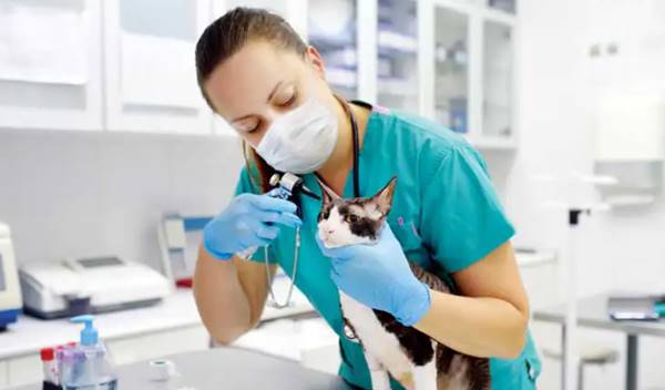 Skill Keterampilan Yang Dibutuhkan Oleh Dokter Hewan